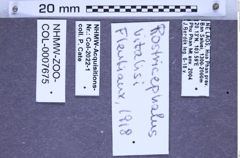 Etiketten zu Rostricephalus vitalisi (NHMW-ZOO-COL-0007675)